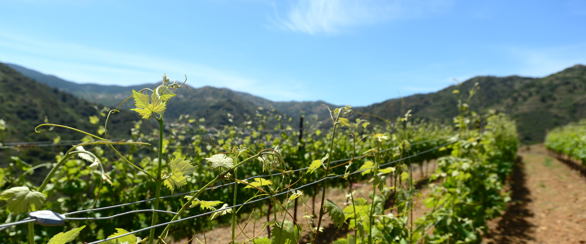 Vines growing in the sun in marathasa